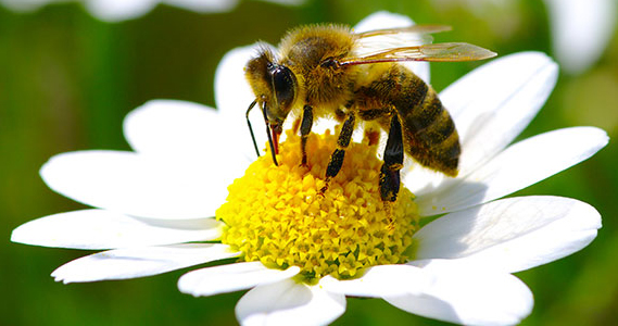 abeja polinizando una flor