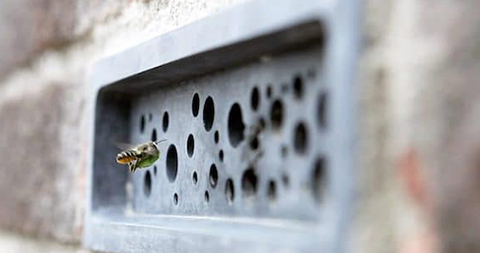 abeja ingresando a un ladrillo