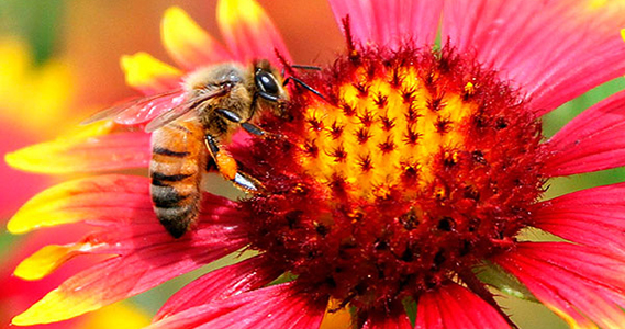 abeja polinizando una flor