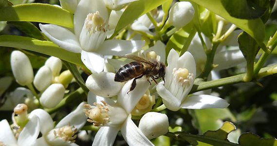 abeja polinizando una flor