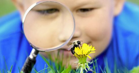 niño mirando una abeja con una lupa